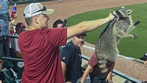 Grant Harmon-Raccoon